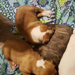 Bull Terrier Puppies from Virtue Bull Terriers