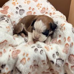 Zuma - Fawn female Boxer puppy in Abilene, Texas from L&L Euro Boxers and Small Town Shih Tzus