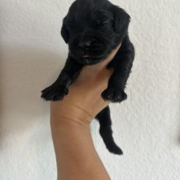 Golden Mountain Doodle Puppies from Olive Grove Doodles