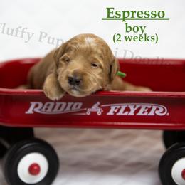 Espresso  GREEN COLLAR  Boy 3500 - Red  male Goldendoodle puppy in Corona, California from Fluffy Puppy Mini Doodles LLC