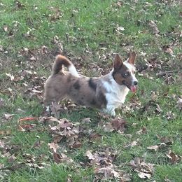 Juniper - American Corgi