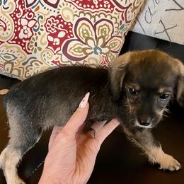 Dachshunds, Mal-Shis, Maltipoos, and Yorkipoos from H&S pets