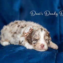 Aussiedoodle Puppies from Dani's Dandy Doodles