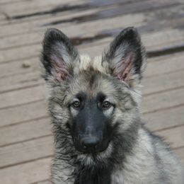 Shiloh Shepherd Puppies from Solace Shilohs