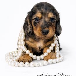 Ellie - Dapple female Dachshund puppy in Clever, Missouri from Autumn Breeze Dachshunds