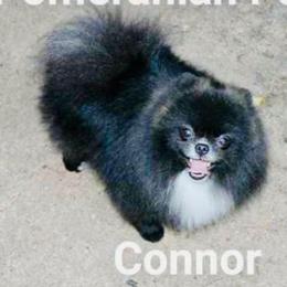 Conner 🎩 - Pomeranian