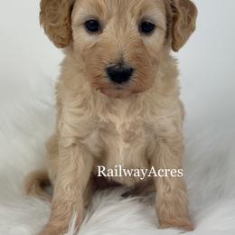 April - Apricot female Goldendoodle puppy in Milford, Indiana from Railway Acres Kennel