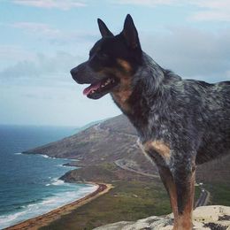 Australian Cattle Dogs from Grizzly Hollow Farm