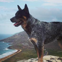 Australian Cattle Dogs from Grizzly Hollow Farm