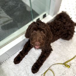 Goldendoodle All Grown Up from Twilight Doodles