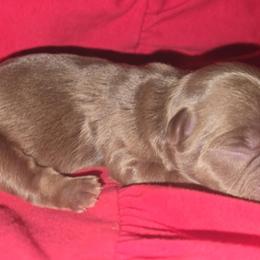 Maple - Liver female French Bulldog puppy in Maplewood, New Jersey from Poos&Bulls Keepsake