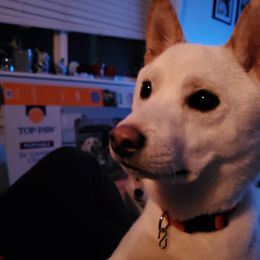 Hachi - Shiba Inu