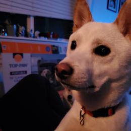 Hachi - Shiba Inu
