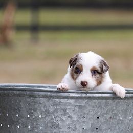 Suspicion - Red merle female Australian Shepherd puppy in Springville, Alabama from Cross Creek Aussies
