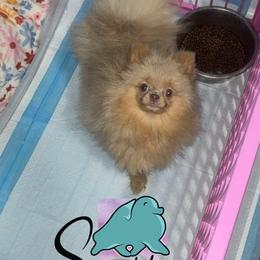 Cyra - Pomeranian
