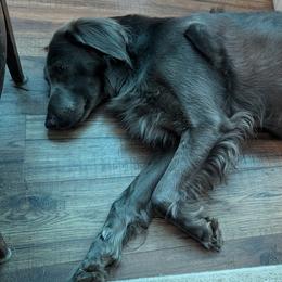 Long Haired Weimaraners and Weimaraners from Drehbar Weimaraners