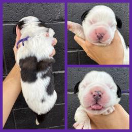 Purple - Mahogany and white female Saint Bernard puppy in Ladysmith, Wisconsin from Northwoods Saint Bernards