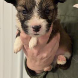 Jingles - Sable male Pembroke Welsh Corgi puppy in Bloomfield, Iowa from Beebe’s Corgis