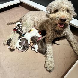 Lagotto Romagnolo Puppies from Lagotti di Mesilla