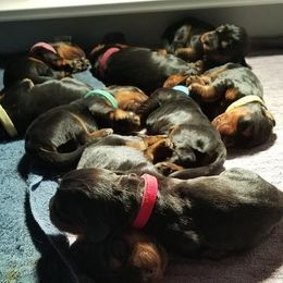 Gordon Setter Puppies from Bravo Gordon Setters