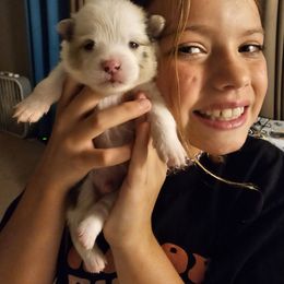 Pomeranian Puppies from Moon Howlers Pomeranians