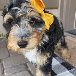 Bluey - Tri-color female Bernedoodle puppy in Superior, Arizona from Mountain Bridge Doodles