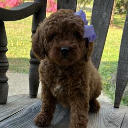 Nina - Red  female Goldendoodle puppy in Mint Hill, North Carolina from DoodleForever