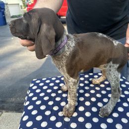 German Shorthaired Pointer All Grown Up from Vought's GSP Pups