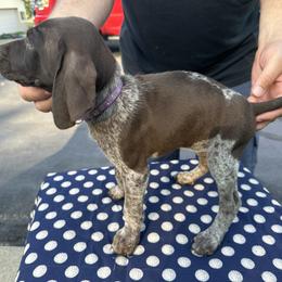 German Shorthaired Pointer All Grown Up from Vought's GSP Pups