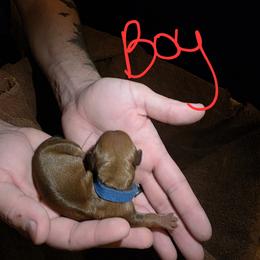 Dachshund Puppies from Southeast mo Miniature dachshunds