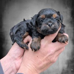 Treble - Black male Shihpoo puppy in Coshocton, Ohio from Forever Family Puppies