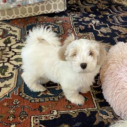 Rocker - White Havanese puppy in North Carolina from Guys & Dolls of La Brisa Havanese