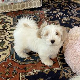 Rocker - White Havanese puppy in North Carolina from Guys & Dolls of La Brisa Havanese