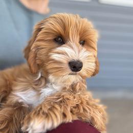 Pierogi - Red female Australian Labradoodle puppy in Newdale, Idaho from Grand Peaks Labradoodles
