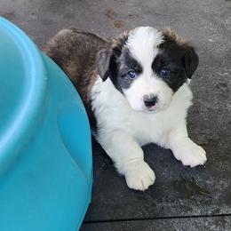 Gunner - Brindle and white male American Corgi puppy in Concrete, Washington from Wigglebutts American Corgis