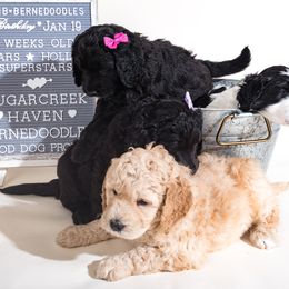 Bernedoodle Puppies from Sugarcreek Haven Bernedoodles