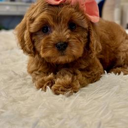 Cavapoo Puppies from Southern Love Cavapoos