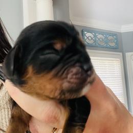 Cavalier King Charles Spaniel puppies from Crown Jewel Cavaliers