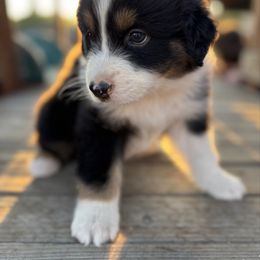 Boy3 - Black tri-color male Australian Shepherd puppy in Fontana, California from J.O Family Aussies