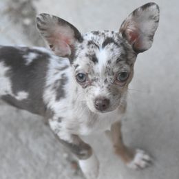 Nandi - Chihuahua
