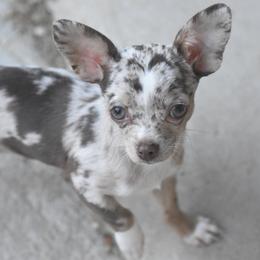 Nandi - Chihuahua
