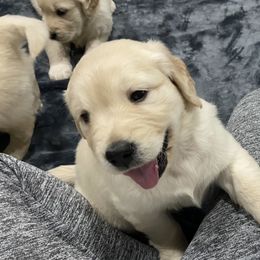 Golden Retriever Puppies from Prim's Golden Retrievers