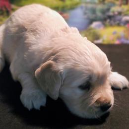 Girl - Golden female Golden Retriever puppy in Linden, North Carolina from Meadows Golden Retrievers