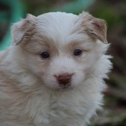 Gold female 3 - Gold female Border Collie puppy in Tylertown, Mississippi from Cool Meadow Farms