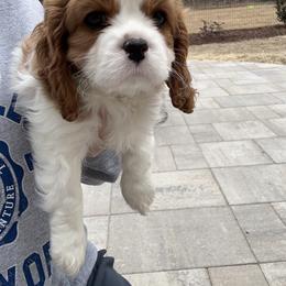 Cavalier King Charles Spaniel Puppies from Farmhouse Cavaliers NC