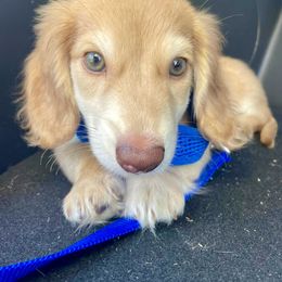 Dachshund Puppies from Island Farms Mimi’s Dachshunds Florida