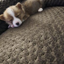 American Corgi Puppies from Whitecreek Corgis of Columbus, IN