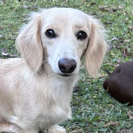 Dachshunds from Lady J’s Dachshunds