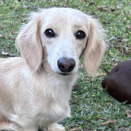 Dachshunds from Lady J’s Dachshunds