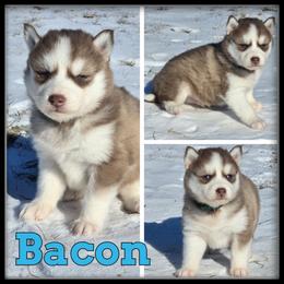 Bacon - Red and white male Siberian Husky puppy in Wheeler, Michigan from Haase Family Kennels